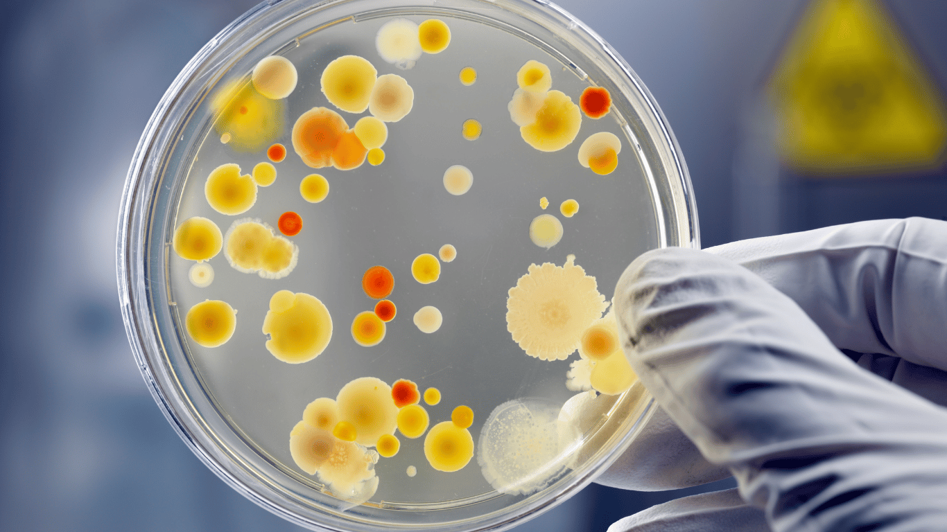 Laboratory petri dish showing mold spores, bacterial spores, and microbial growth relevant to chlorine dioxide gas treatment.